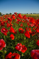 Obraz premium Red poppies bloom on the field. Summer photo of wild nature against blue sky