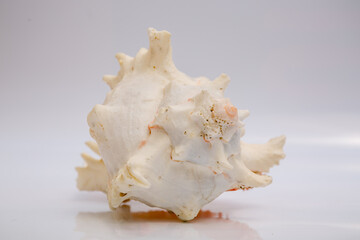 Marine life, marine animals, sea shells and seashells, snails, sea shells collection