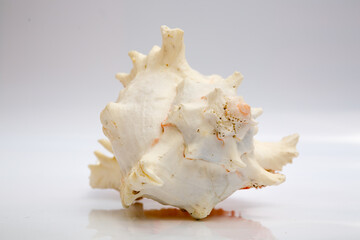 Marine life, marine animals, sea shells and seashells, snails, sea shells collection