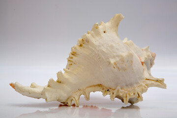 Marine life, marine animals, sea shells and seashells, snails, sea shells collection