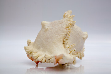 Marine life, marine animals, sea shells and seashells, snails, sea shells collection