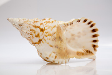 Marine life, marine animals, sea shells and seashells, snails, sea shells collection
