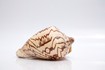 Marine life, marine animals, sea shells and seashells, snails, sea shells collection