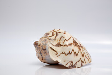 Marine life, marine animals, sea shells and seashells, snails, sea shells collection