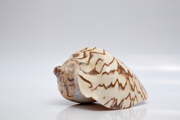 Marine life, marine animals, sea shells and seashells, snails, sea shells collection