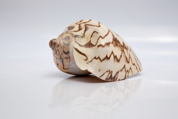 Marine life, marine animals, sea shells and seashells, snails, sea shells collection