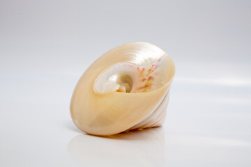 Marine life, marine animals, sea shells and seashells, snails, sea shells collection