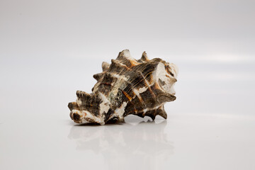 Marine life, marine animals, sea shells and seashells, snails, sea shells collection