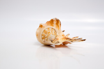 Marine life, marine animals, sea shells and seashells, snails, sea shells collection