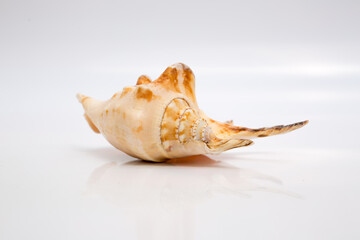 Marine life, marine animals, sea shells and seashells, snails, sea shells collection