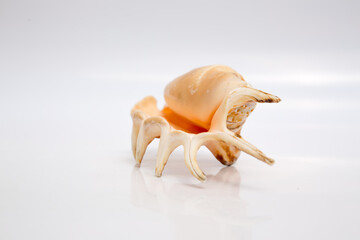 Marine life, marine animals, sea shells and seashells, snails, sea shells collection