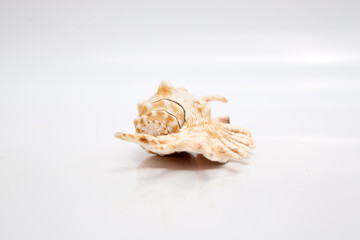 Marine life, marine animals, sea shells and seashells, snails, sea shells collection