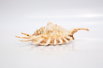 Marine life, marine animals, sea shells and seashells, snails, sea shells collection