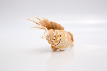 Marine life, marine animals, sea shells and seashells, snails, sea shells collection