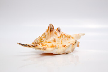 Marine life, marine animals, sea shells and seashells, snails, sea shells collection