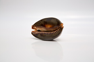 Marine life, marine animals, sea shells and seashells, snails, sea shells collection