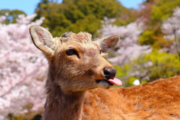 舌を出している奈良公園のオス鹿