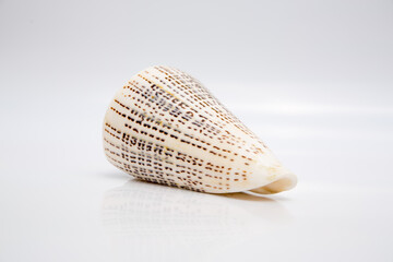 Marine life, marine animals, sea shells and seashells, snails, sea shells collection