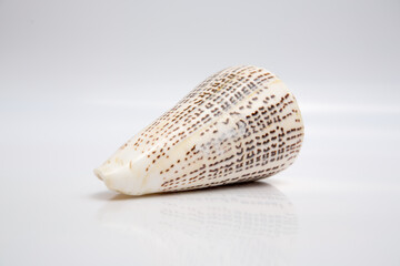 Marine life, marine animals, sea shells and seashells, snails, sea shells collection