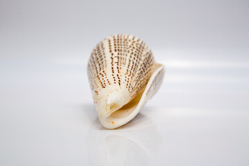 Marine life, marine animals, sea shells and seashells, snails, sea shells collection