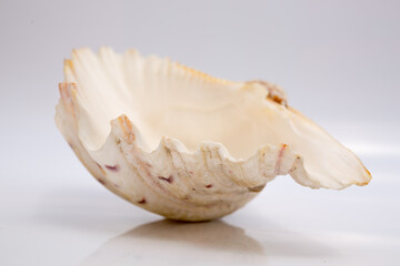 Marine life, marine animals, sea shells and seashells, snails, sea shells collection