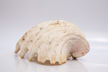 Marine life, marine animals, sea shells and seashells, snails, sea shells collection