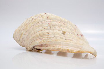 Marine life, marine animals, sea shells and seashells, snails, sea shells collection