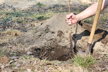fruit tree sapling with an open root system in the hand of a gardener before planting in a hole dug with a shovel. new tree for the garden