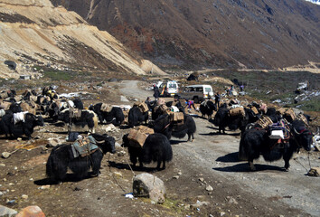Loaded Yaks and herders taking rest during lunchtime at Chopta Valley situated at 16,000 ft altitude in North Sikkim. Yaks carry loads for the Indian army guarding the upper part of Indo-China border.