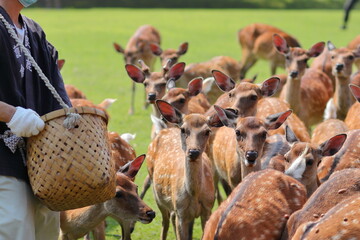 夏の鹿寄せでドングリをもらう奈良公園の鹿たち