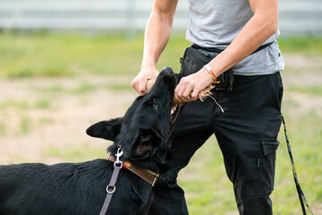 Dog training with his owner. German shepherd puppy
