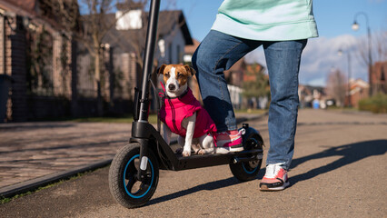 A woman rides an electric scooter around the cottage village with the Dog. Jack Russell Terrier in a pink jacket on a cool autumn day.