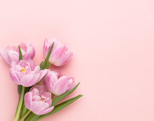 Obraz premium Pink tulip flowers on pastel background.