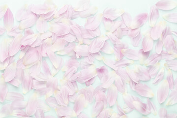 Pink tulip petals on pastel background.