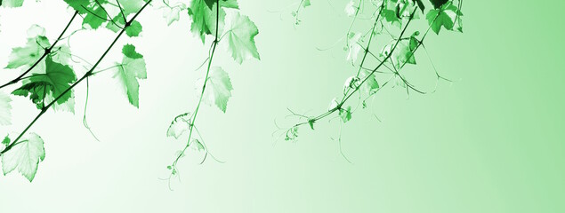 Weinblätter im Gegenlicht freigestellt - Banner, grün	