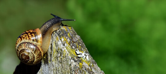 Weinbergschnecke, Schnecke mit kunstvollen Schneckenhaus auf einem Gartenzaun in der Sonne