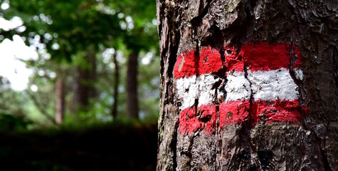 Wanderweg mit rotweißer Markierung an einem Baum in den Südtiroler Bergen	