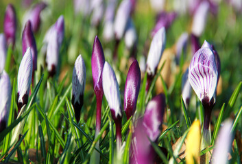 Dutch crocus (Crocus vernus) spring flowers in garden bathed in early morning sunshine. Close-up....