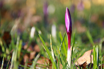 Close up of a single purple crocus bathed in glorious Spring morning sunlight