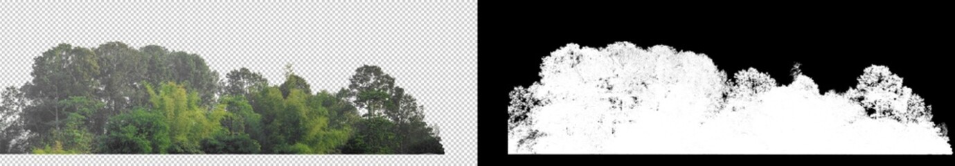 Fototapeta premium Green Trees isolated on white background.are Forest and foliage in summer for both printing and web pages with cut path and alpha channel