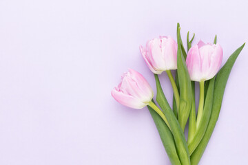 Lilac tulip flower on purple background.