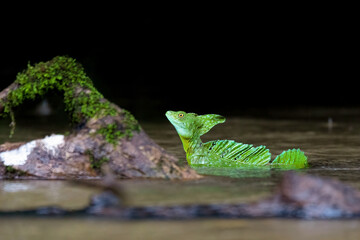 Plumed green basilisk (Basiliscus plumifrons), sitting on branch protruding from water rainy...