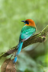 Broad-billed motmot (Electron platyrhynchum), beautiful coloured bird siting on a branch. La Fortuna, Arenal, Wildlife and birdwatching in Costa Rica.