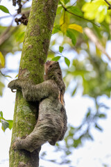 Pale-throated sloth (Bradypus tridactylus) climbing to top of the tree, La Fortuna, Costa Rica wildlife