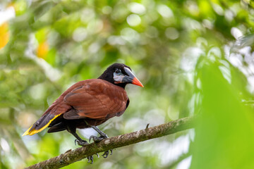 Bird Montezuma Oropendola (Psarocolius montezuma) perched on a tree branch. La Fortuna, Volcano...