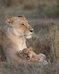 Lioness with yawning young lion cub resting on her paws.  Taken in the Masai Mara Kenya.  