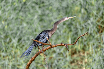 Tropical bird Snakebird, darter, American darter, or water turkey, (Anhinga anhinga). Refugio de Vida Silvestre Cano Negro, Wildlife and birdwatching in Costa Rica.