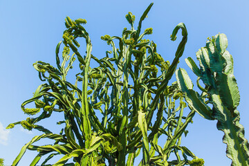 riesige Kaktuspflanze