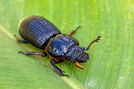 Big beetle, insect Patent-leather beetle or horned passalus (Odontotaenius disjunctus) walking on green leaf, San Gerardo Costa Rica wildlife