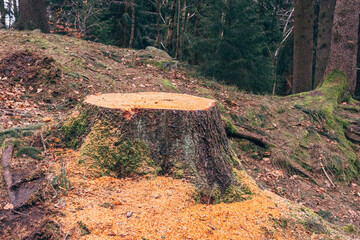 sawn-off tree stump in the forest - obrazy, fototapety, plakaty
